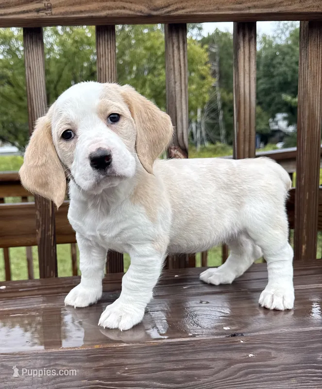 mimi – Basset Hound, Dachshund puppy for sale in Greensboro, NC