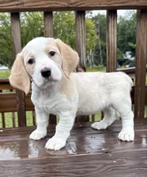 mimi, a  Basset Hound and Dachshund for sale in Greensboro, NC – 1 of 9