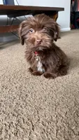 gizmo, a male Shih Tzu for sale in Greensboro, NC – Photo 4 of 4