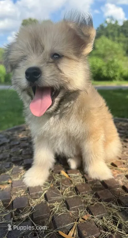 jojo (aussie-pom) – Pomeranian, Miniature Australian Shepherd puppy for sale in Winston-Salem, NC