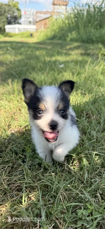 jojo (chorkie) – Chihuahua, Yorkshire Terrier puppy for sale in Winston-Salem, NC
