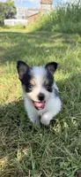 jojo (chorkie), a male Chihuahua and Yorkshire Terrier for sale in Winston-Salem, NC – 1 of 7