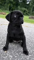 Nala, a female Pug for sale in Winston-Salem, NC – 3 of 9