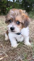 loopy  (yorkiepoo), a male Yorkshire Terrier and Poodle - Toy  for sale in Winston-Salem, NC – 4 of 6