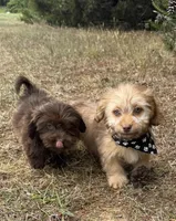 bentley (schweenie), a male Dachshund and Shih Tzu for sale in Greensboro, NC – Photo 6 of 7