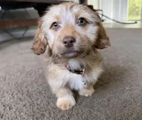 bentley , a male Shih Tzu and Miniature Dachshund for sale in Greensboro, NC – Photo 5 of 10