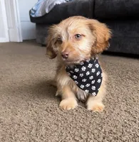 bentley , a male Shih Tzu and Miniature Dachshund for sale in Greensboro, NC – Photo 3 of 10