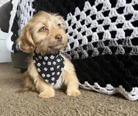 bentley , a male Shih Tzu and Miniature Dachshund for sale in Greensboro, NC – Photo 8 of 10