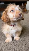 bentley , a male Shih Tzu and Miniature Dachshund for sale in Greensboro, NC – Photo 7 of 10