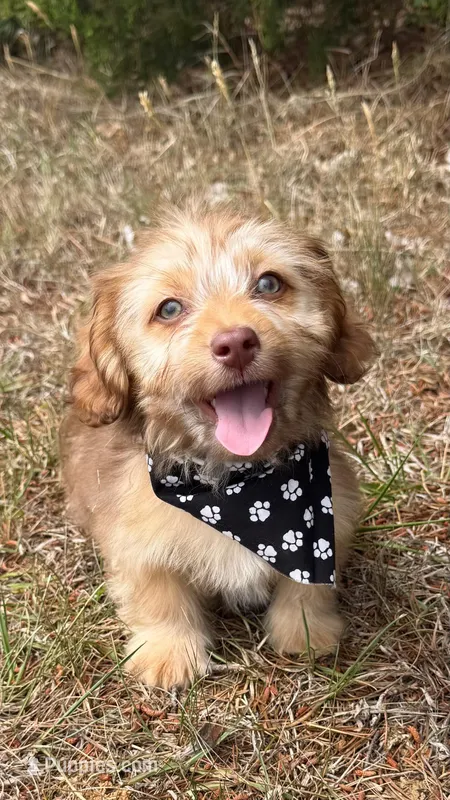 bentley (schweenie) – Dachshund, Shih Tzu puppy for sale in Greensboro, NC