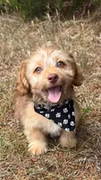 bentley (schweenie), a male Dachshund and Shih Tzu for sale in Greensboro, NC – Photo 1 of 7
