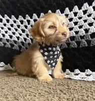 bentley , a male Shih Tzu and Miniature Dachshund for sale in Greensboro, NC – Photo 9 of 10