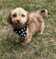 bentley (schweenie), a male Dachshund and Shih Tzu for sale in Greensboro, NC – Photo 2 of 7