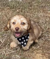 bentley (schweenie), a male Dachshund and Shih Tzu for sale in Greensboro, NC – Photo 3 of 7