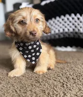 bentley , a male Shih Tzu and Miniature Dachshund for sale in Greensboro, NC – Photo 6 of 10