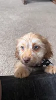bentley , a male Shih Tzu and Miniature Dachshund for sale in Greensboro, NC – Photo 4 of 10