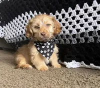 bentley , a male Shih Tzu and Miniature Dachshund for sale in Greensboro, NC – Photo 10 of 10