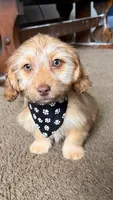 bentley , a male Shih Tzu and Miniature Dachshund for sale in Greensboro, NC – Photo 2 of 10
