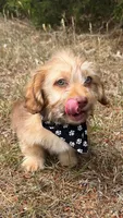 bentley (schweenie), a male Dachshund and Shih Tzu for sale in Greensboro, NC – Photo 4 of 7