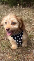 bentley (schweenie), a male Dachshund and Shih Tzu for sale in Greensboro, NC – Photo 5 of 7