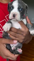 Lala, a female American Pit Bull Terrier for sale in Winston-Salem, NC – 2 of 5