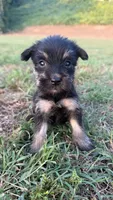 mia (yorkie x mini schnauzer) -snorkie, a female Miniature Schnauzer and Yorkshire Terrier for sale in Winston-Salem, NC – 6 of 9