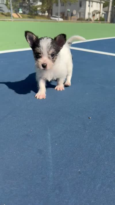 mya (chorkie) , a female Chihuahua and Yorkshire Terrier for sale in Winston-Salem, NC – 6 of 6