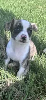 milo (chug puppy), a male Chihuahua and Pug for sale in Winston-Salem, NC – 8 of 8