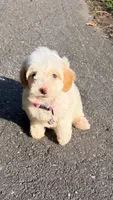 Lulu, a female Maltipoo for sale in Winston-Salem, NC – 4 of 10