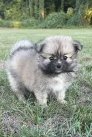 Nala, a female Pomeranian for sale in Winston-Salem, NC – 7 of 9