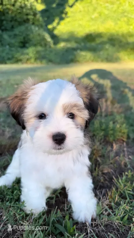 archie (shorkie) – Shih Tzu, Yorkshire Terrier puppy for sale in Winston-Salem, NC