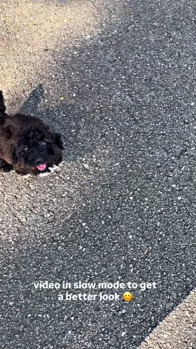Mia (toy cavapoo), a female Cavapoo for sale in Winston-Salem, NC – 8 of 8
