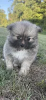 Nala, a female Pomeranian for sale in Winston-Salem, NC – 8 of 9