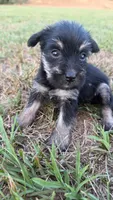 mia (yorkie x mini schnauzer) -snorkie, a female Miniature Schnauzer and Yorkshire Terrier for sale in Winston-Salem, NC – 8 of 9