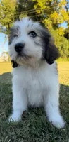 bella (sheepadoodle) (doodle puppy) , a female Old English Sheepdog and Poodle - Standard  for sale in Winston-Salem, NC – 5 of 6