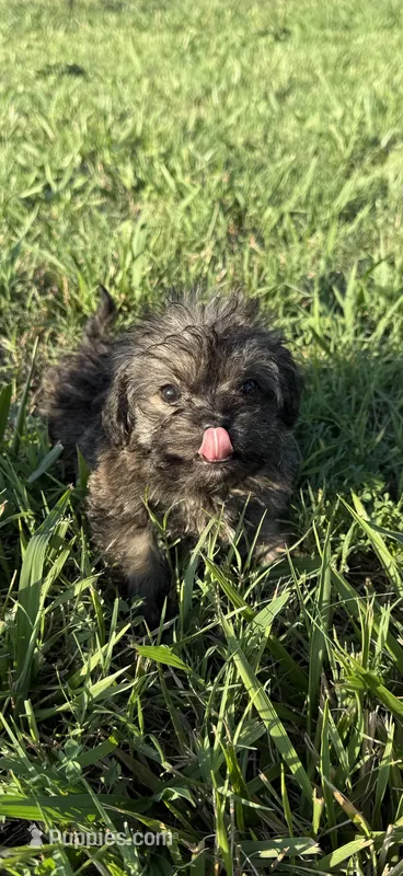 jojo – Shih Tzu, Poodle - Toy  puppy for sale in Winston-Salem, NC