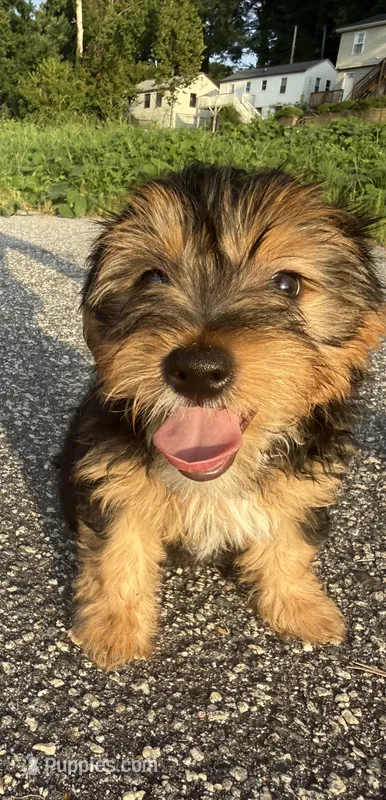 teddy (shorkie puppy) – Shih Tzu, Yorkshire Terrier puppy for sale in Winston-Salem, NC