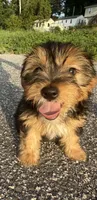 teddy (shorkie puppy), a male Shih Tzu and Yorkshire Terrier for sale in Winston-Salem, NC – 1 of 9