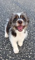 mimi, a female Jack Russell Terrier and Yorkshire Terrier for sale in Winston-Salem, NC – 2 of 7