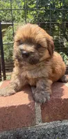 teddy bear (yorkie x shihtzu), a male Shorkie for sale in Winston-Salem, NC – 2 of 10