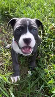 mya , a female American Pit Bull Terrier for sale in Winston-Salem, NC – 5 of 5
