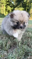 foxy, a female Pomeranian for sale in Winston-Salem, NC – 4 of 9