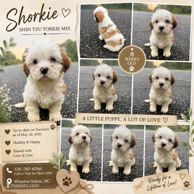 benji (shorkie) – Shih Tzu, Yorkshire Terrier puppy for sale in Winston-Salem, NC