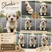 benji (shorkie), a male Shih Tzu and Yorkshire Terrier for sale in Winston-Salem, NC – 1 of 1