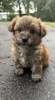 marley (shih tzu x yorkie ), a male Shorkie for sale in Winston-Salem, NC – 8 of 9