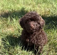 lele (schnoodle), a female Miniature Schnauzer and Poodle - Toy  for sale in Winston-Salem, NC – 2 of 3