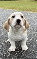 mimi, a  Basset Hound and Dachshund for sale in Greensboro, NC – 9 of 9