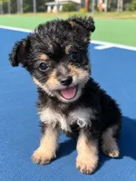 layla (chorkie), a female Chihuahua and Yorkshire Terrier for sale in Winston-Salem, NC – 3 of 5