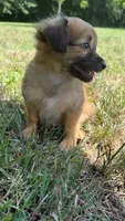 penny, a female Chihuahua and Miniature Dachshund for sale in Winston-Salem, NC – 5 of 7