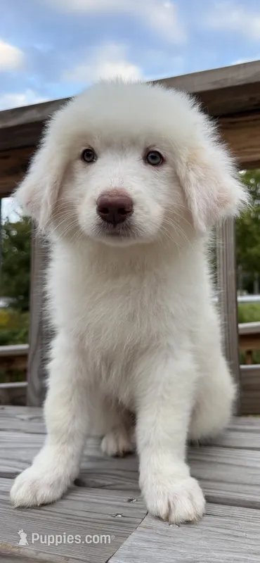 marky  – Australian Shepherd, Great Pyrenees puppy for sale in Bronx, NY